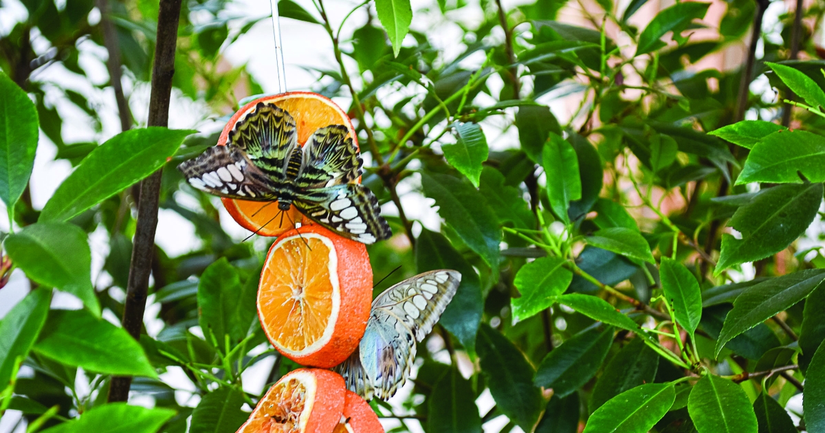 Trópusi lepkék Sóvidéken